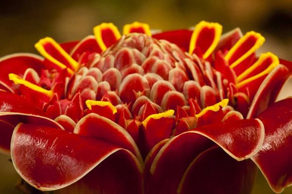 Costa Rica Red torch ginger blossom